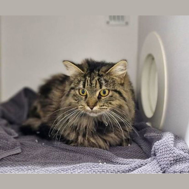 Photo of Luna