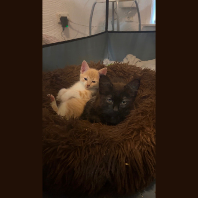 Photo of Lulu And Honey 