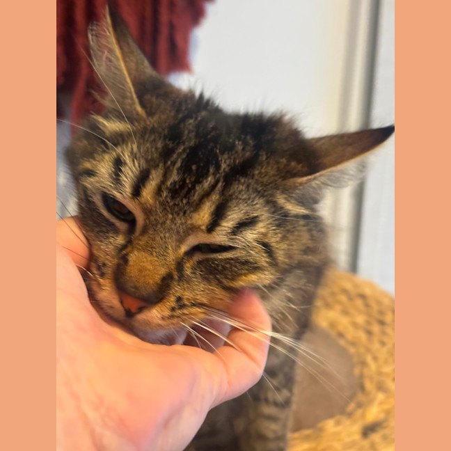 Photo of Tashie Meet Me@Petstock Hastings Store