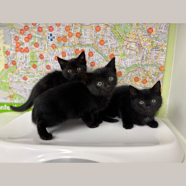 Photo of Midnight