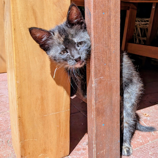 Photo of Fable