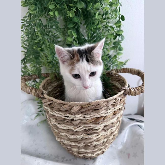 Photo of Blossom *9 Lives Project Rescue*