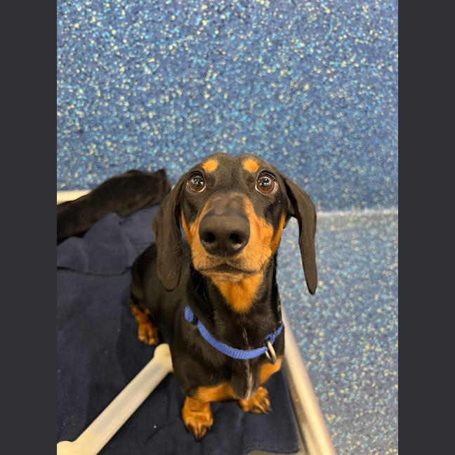 Photo of Dodge
