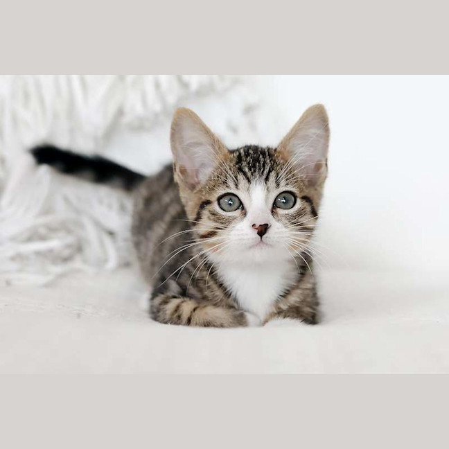 Photo of Bubbles