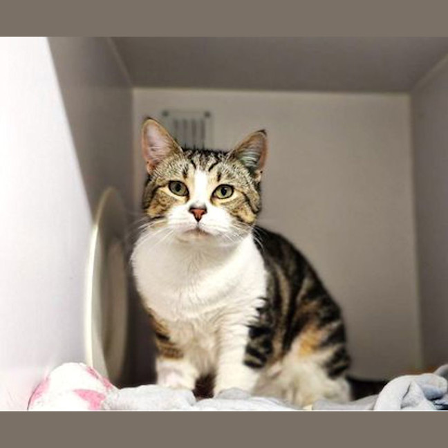 Photo of Popover