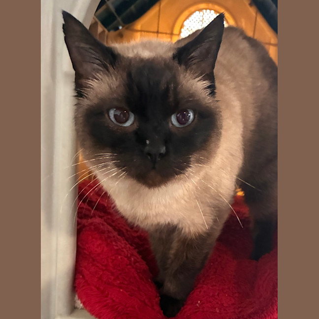 Photo of Zelda