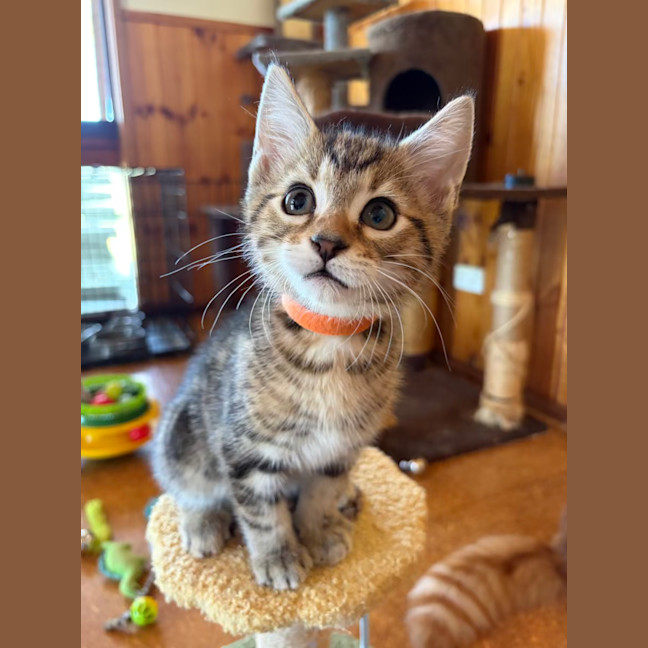 Photo of Humphrey