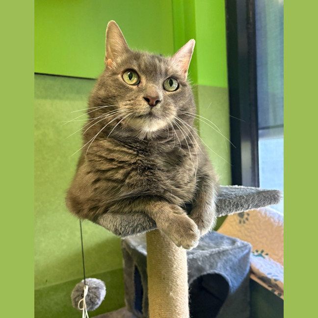 Photo of Smokey