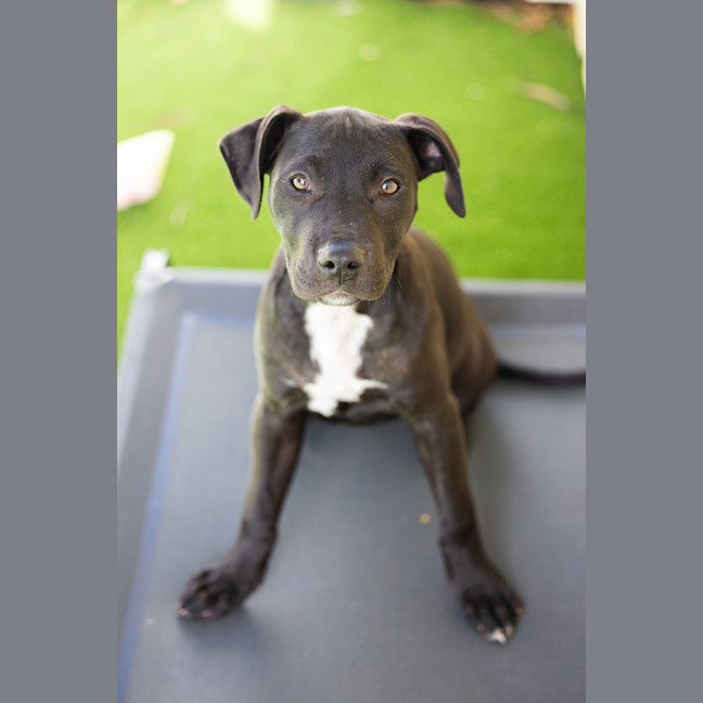 Photo of Pepper