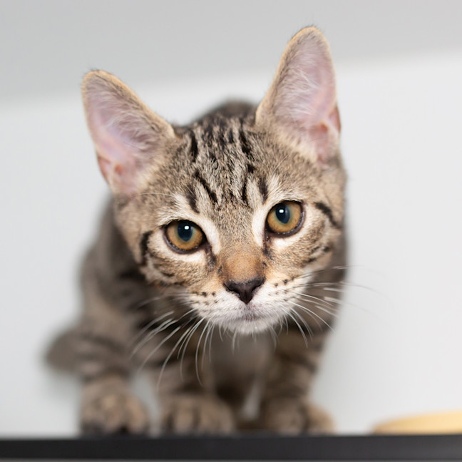 Photo of Binx