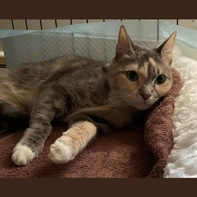 Photo of Gentleheart (Gingerbread)