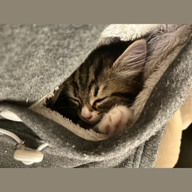 Photo of Alister   Located In Lower Plenty