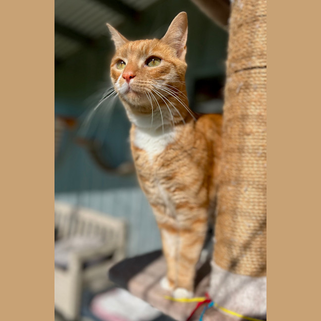 Photo of Link