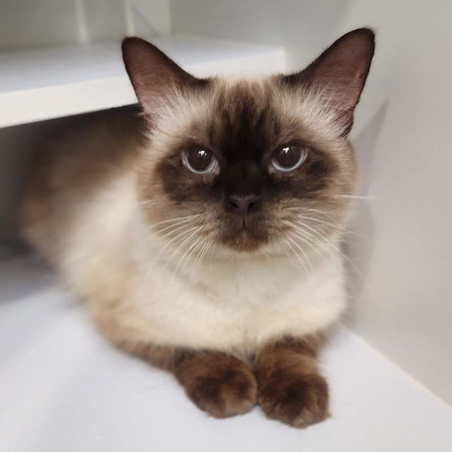 Photo of Beans Von Whiskers
