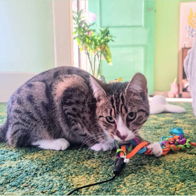 Photo of Octavia   Located In Fawkner