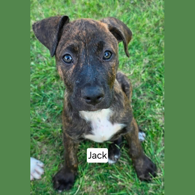 Photo of Jack