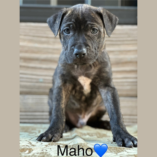 Photo of Maho