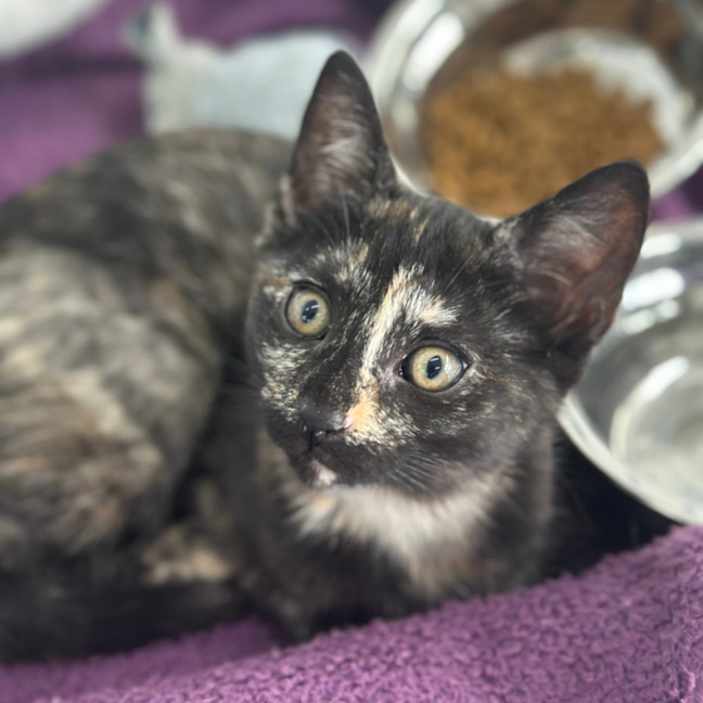 Photo of Houdini