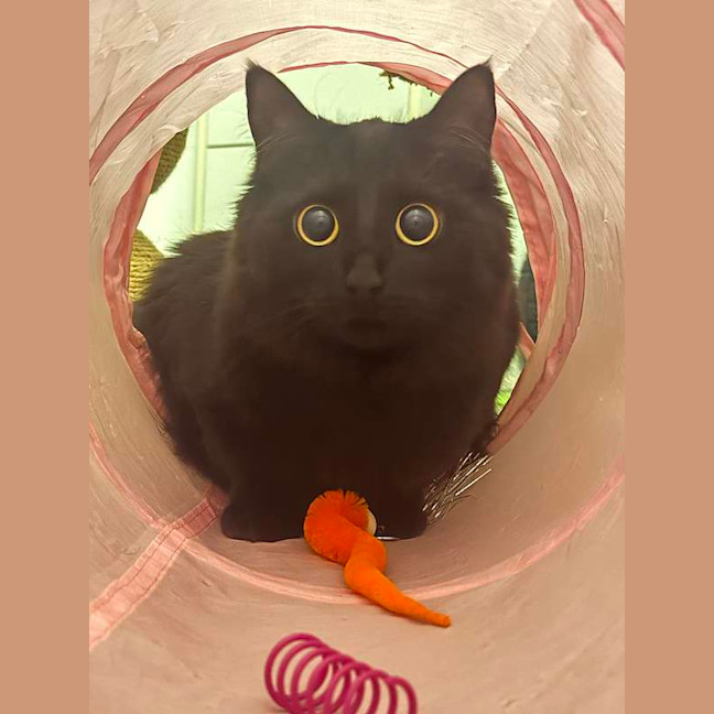 Photo of Luna