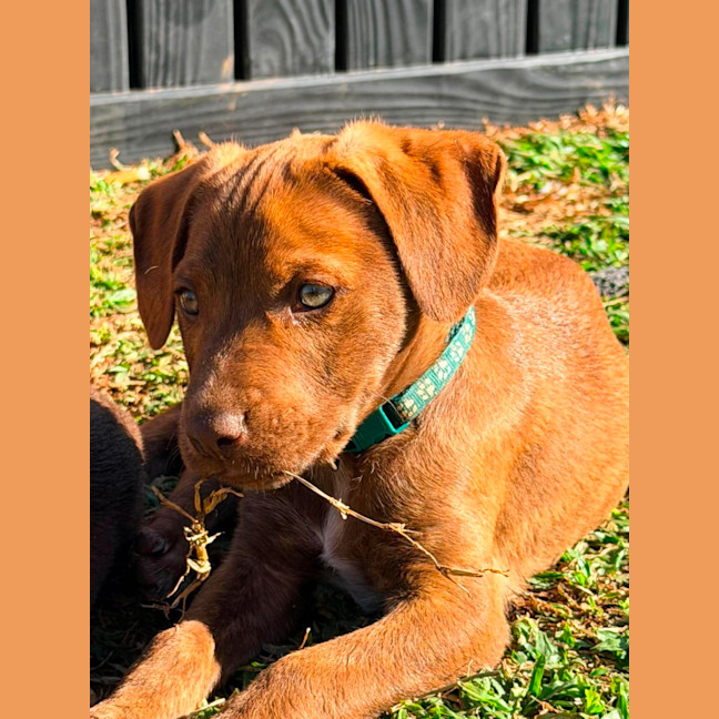 Photo of Buckley