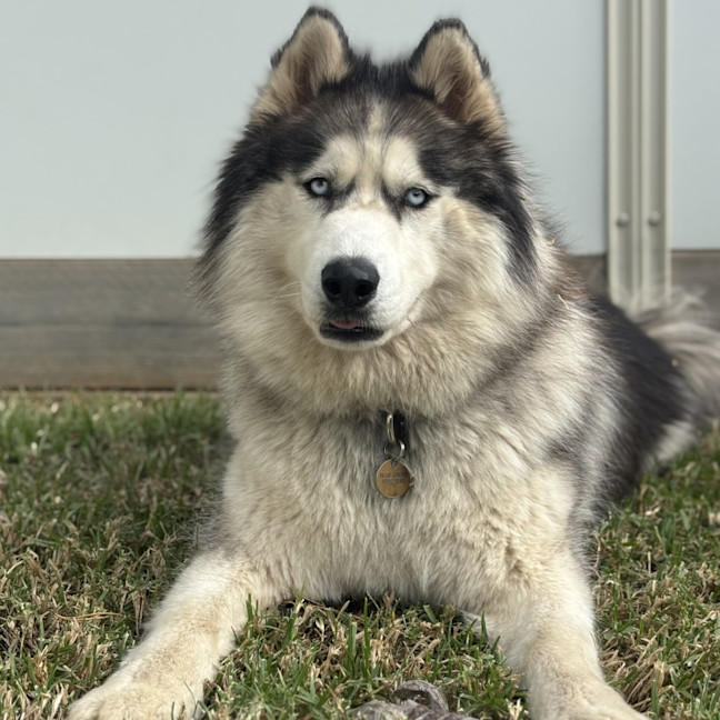Photo of Iko
