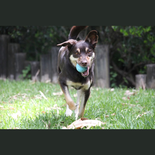 Photo of Bronte