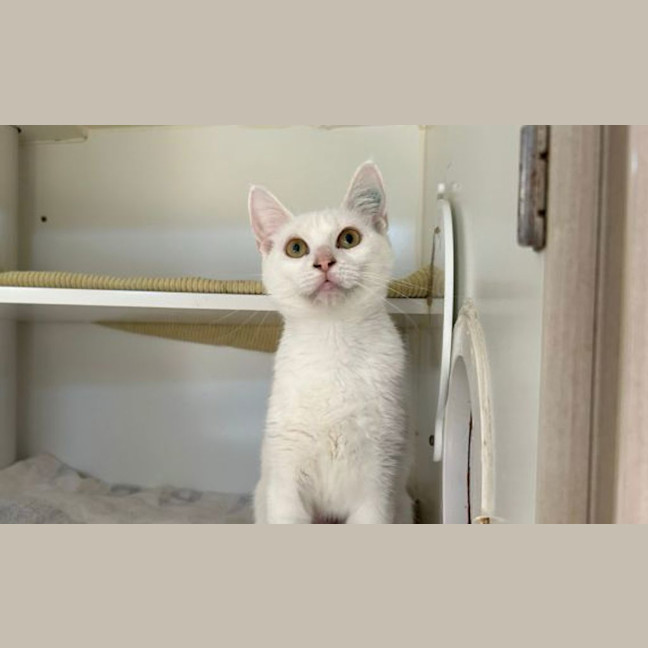 Photo of Sheeba