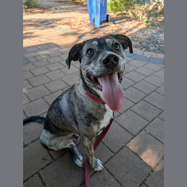 Photo of Pixel