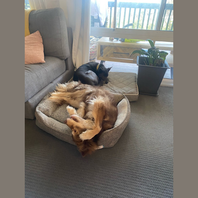 Photo of Simba