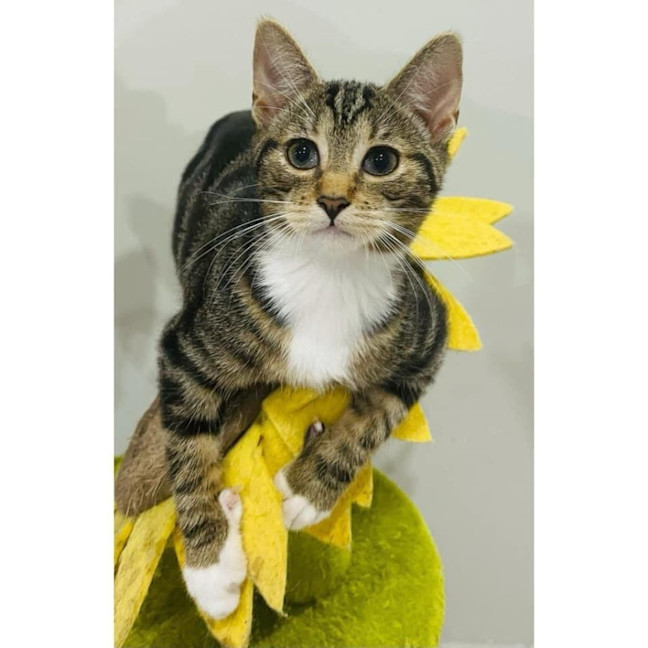 Photo of 10590   Maddie