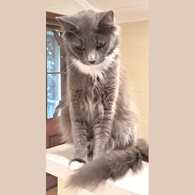 Photo of Violet 