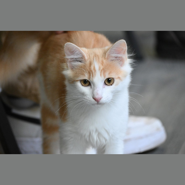 Photo of Ravioli