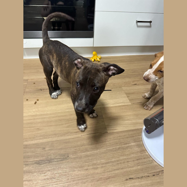 Photo of Tide (Milo)