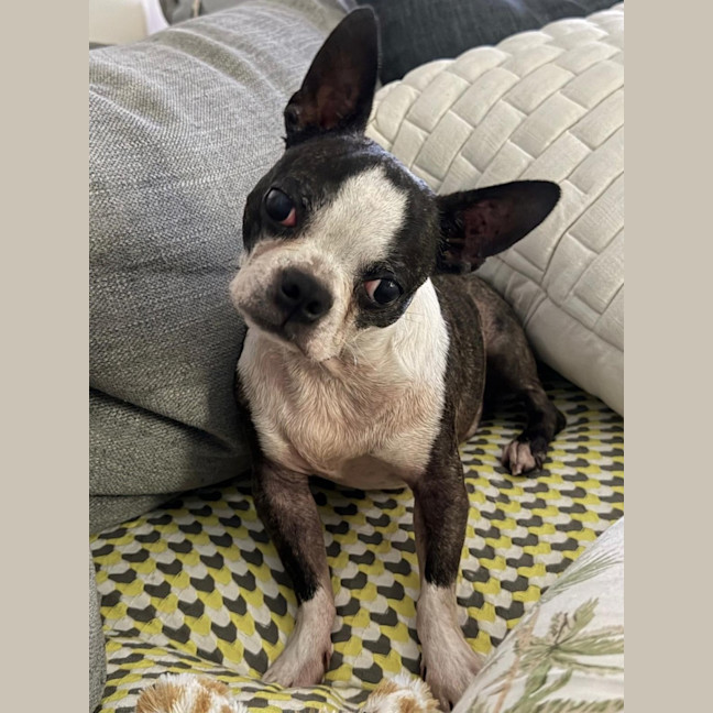Photo of Spock & Oscar   6 Yo Boston Terrier