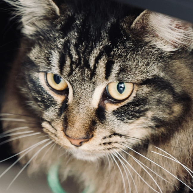 Photo of Scout