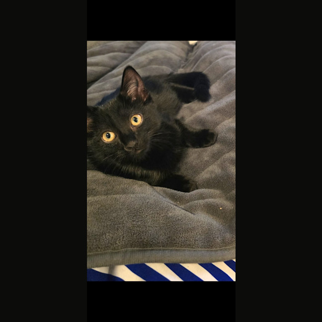 Photo of Morgana 