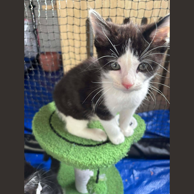 Photo of Mango Passion