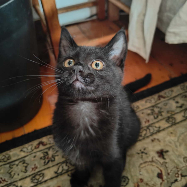 Photo of Night Fury Jr 