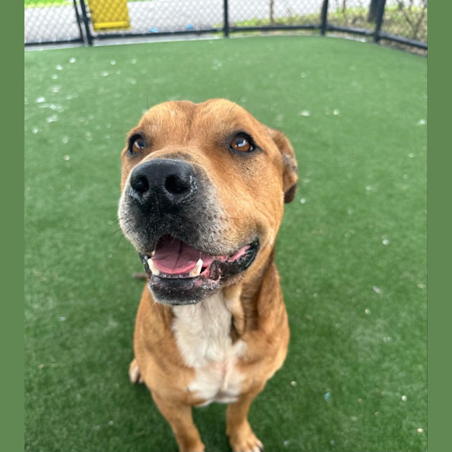 Photo of Rambo Imp 2127