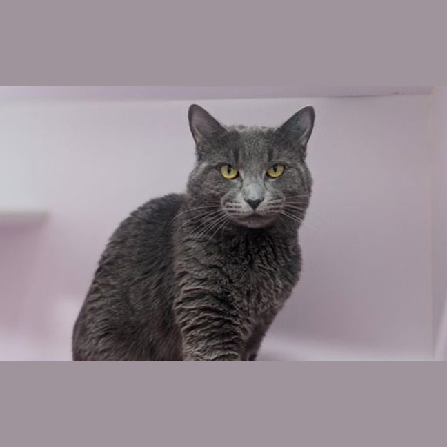 Photo of Dusty