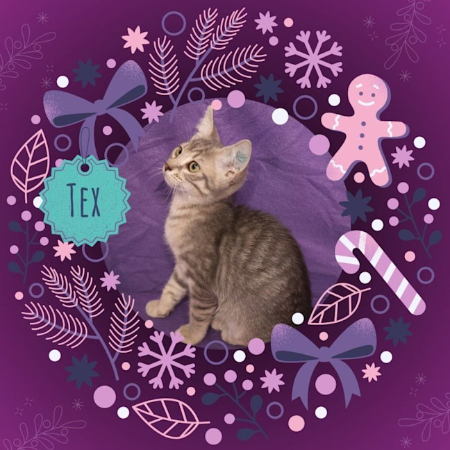 Photo of Tex
