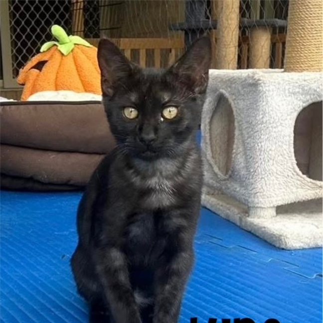 Photo of Luna