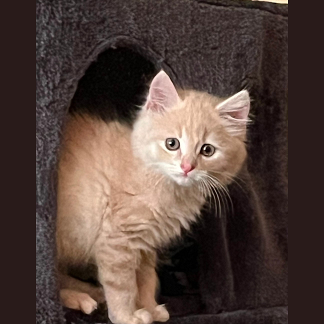 Photo of Chonk 