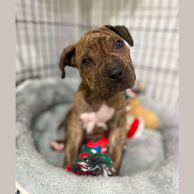 Photo of Tank