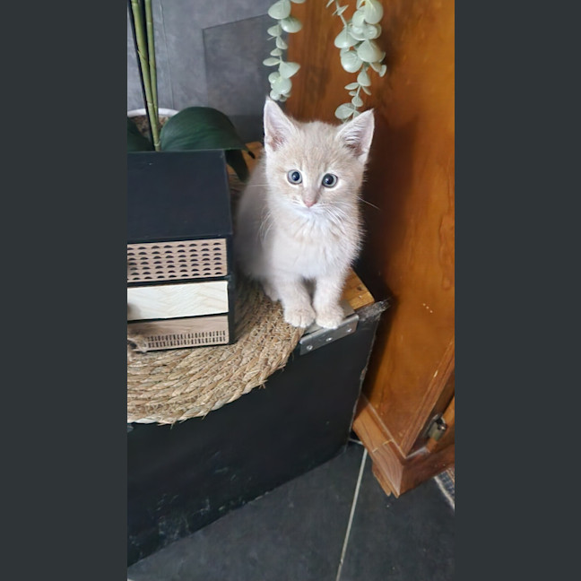 Photo of Cantaloupe