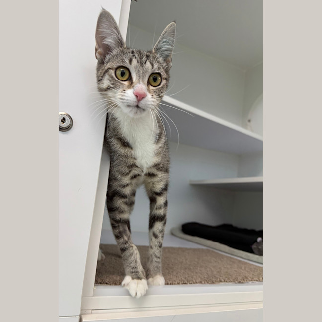Photo of Pancake