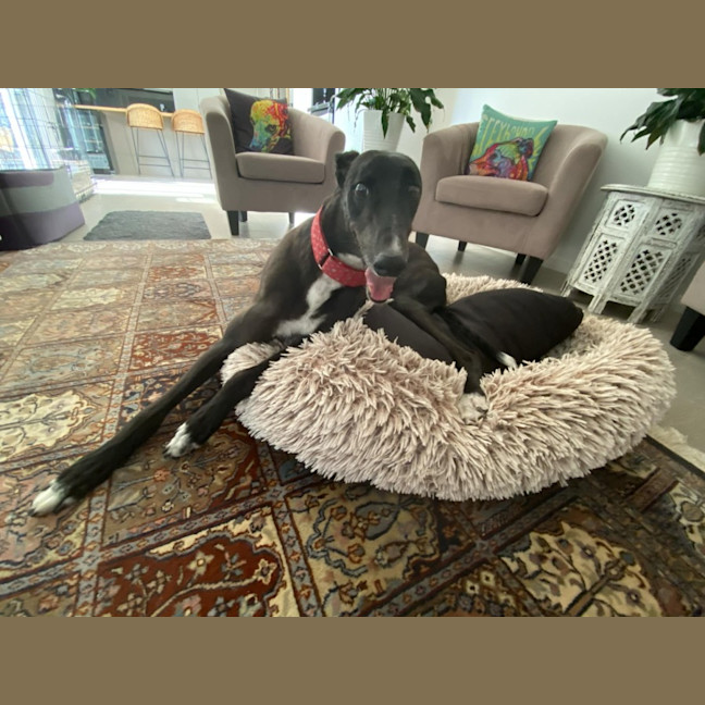 Photo of Dashi, The Greyhound
