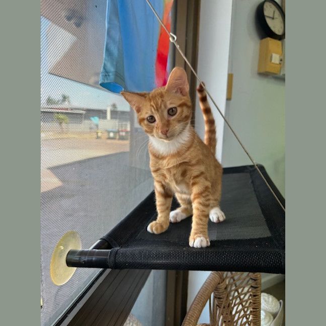 Photo of Garfield