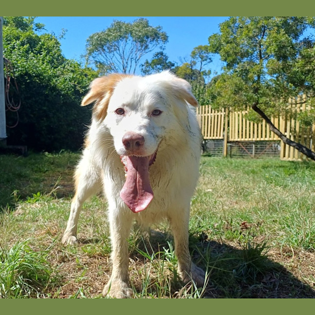 Photo of Indy