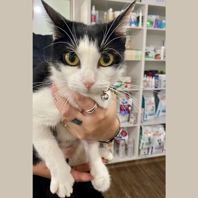 Photo of Pippy Now At Pet Quarters Glendale